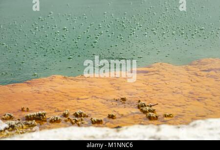 Einem prickelnden Champagner - gefüllte Teich gleicht dem Champagner Pool im Wai-O-Tapu Thermal Wonderland in der Nähe von Rotorua. (07 Februar 2016) | Verwendung weltweit Stockfoto