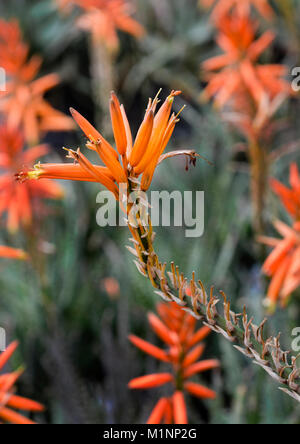 Aloe Orange Express-2 Stockfoto