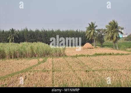 Tolle Aussicht von Zuckerrohr Feld mit einem paddy Stroh Storage mit Kokosnuss & Casuarina Bäumen. Stockfoto