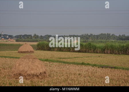 ] Paddy Stroh Lagerung in offenen Feld in der Nähe von Sugar Cane Farm. Stockfoto