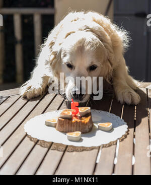 Die Geburtstagsfeier meiner goldenen Hund namens Prinz, das in Rekordzeit ein Hund Kuchen verzehrt, mit Mimik und Gestik, dass Sie l Stockfoto