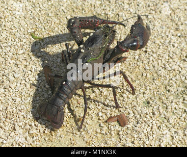 Europäische Flusskrebse oder edle Krebse oder breit Fingered Flusskrebs (Astacus astacus) auf trockenem Land, Europa Stockfoto