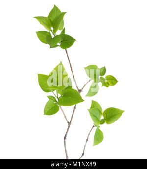 Junger Zweig der Flieder (Syringa vulgaris) auf Weiß isoliert Stockfoto