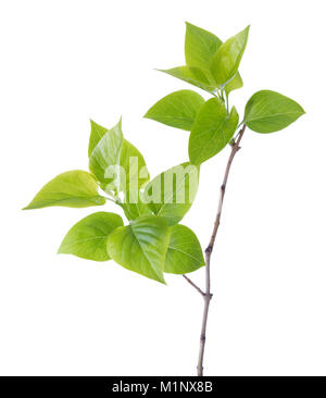 Junger Zweig der Flieder (Syringa vulgaris) auf Weiß isoliert Stockfoto