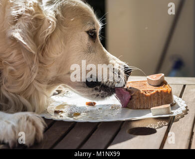 Die Geburtstagsfeier meiner goldenen Hund namens Prinz, das in Rekordzeit ein Hund Kuchen verzehrt, mit Mimik und Gestik, dass Sie l Stockfoto