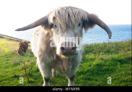 Highland Rinder auf der Cornwall - Johannes Gollop Stockfoto