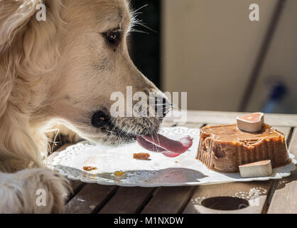 Die Geburtstagsfeier meiner goldenen Hund namens Prinz, das in Rekordzeit ein Hund Kuchen verzehrt, mit Mimik und Gestik, dass Sie l Stockfoto