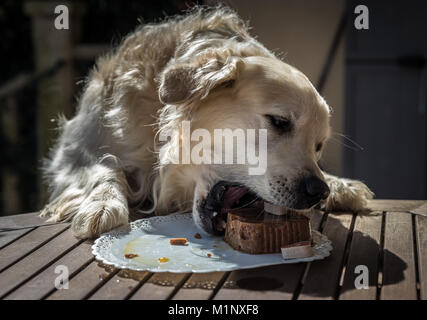 Die Geburtstagsfeier meiner goldenen Hund namens Prinz, das in Rekordzeit ein Hund Kuchen verzehrt, mit Mimik und Gestik, dass Sie l Stockfoto