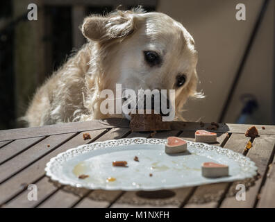 Die Geburtstagsfeier meiner goldenen Hund namens Prinz, das in Rekordzeit ein Hund Kuchen verzehrt, mit Mimik und Gestik, dass Sie l Stockfoto