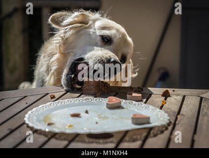 Die Geburtstagsfeier meiner goldenen Hund namens Prinz, das in Rekordzeit ein Hund Kuchen verzehrt, mit Mimik und Gestik, dass Sie l Stockfoto