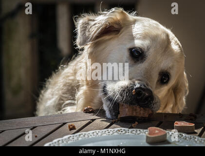 Die Geburtstagsfeier meiner goldenen Hund namens Prinz, das in Rekordzeit ein Hund Kuchen verzehrt, mit Mimik und Gestik, dass Sie l Stockfoto