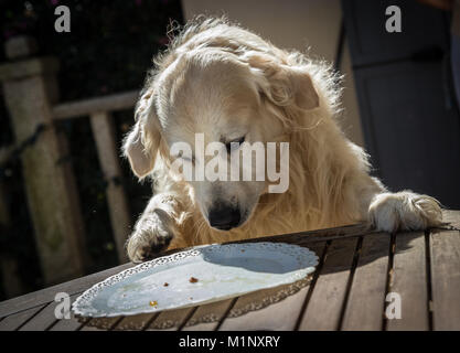 Die Geburtstagsfeier meiner goldenen Hund namens Prinz, das in Rekordzeit ein Hund Kuchen verzehrt, mit Mimik und Gestik, dass Sie l Stockfoto