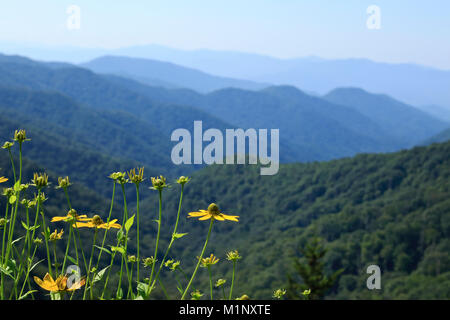 Great Smoky Mountains in blauen Dunst mit Maryland Golden Aster Blumen vorne im Nationalpark in North Carolina, USA Stockfoto