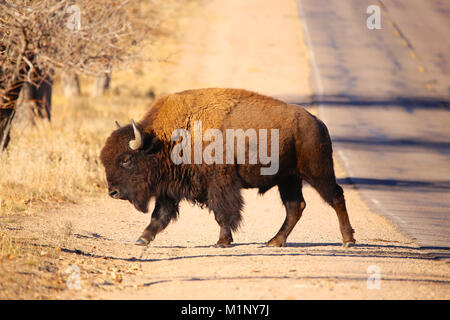 Wild American Buffalo Bisons prairie Stockfoto