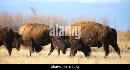 Wild American Buffalo Bisons prairie Stockfoto