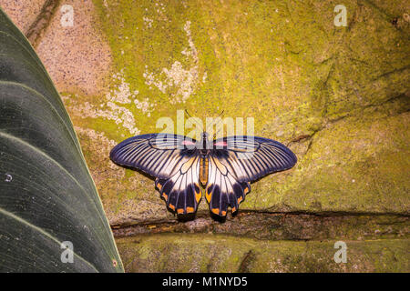 Asiatische Schwalbenschwanz (Papilio Iowi) Schmetterling, große gelbe Mormon, dorsalansicht Flügel öffnen in Ruhe, RHS Wisley Schmetterling Ausstellung, Surrey, Großbritannien Stockfoto