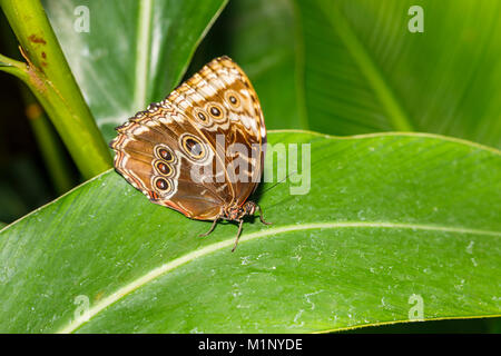 Ventrale Ansicht der blaue Morpho Schmetterling (Morpho peleides) in Ruhe Flügel auf ein Blatt geschlossen, RHS Wisley Schmetterling Ausstellung, Surrey, Südosten, England, Grossbritannien Stockfoto