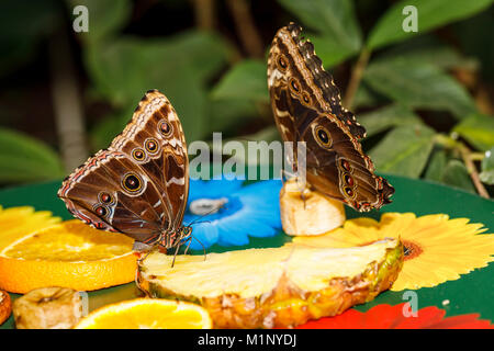 Blaue morpho (Morpho peleides) Butterfly: ventrale Ansicht von Paar von Schmetterlingen stillen im RHS Wisley Schmetterling Ausstellung, Surrey, England, Großbritannien Stockfoto