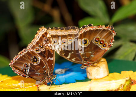 Blaue morpho (Morpho peleides) Butterfly: ventrale Ansicht von Paar von Schmetterlingen stillen im RHS Wisley Schmetterling Ausstellung, Surrey, England, Großbritannien Stockfoto