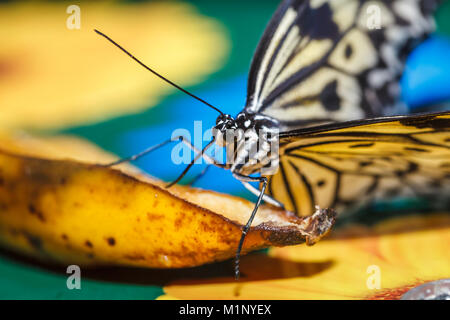 Close up frontale Ansicht von schwarz und weiß marmoriert Baum Nymphe (Idea leuconoe) Stillen im RHS Wisley Schmetterling Ausstellung, Surrey, Südosten, England, Grossbritannien Stockfoto