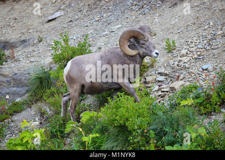 Big Horn Schafe ram im Glacier National Park, Montana Stockfoto