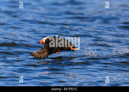 Getuftete Papageitaucher (Fratercula cirrhata) im Flug über das Meer, mit Verriegelung, Sitka Sound, Sitka, Alaska, Vereinigte Staaten von Amerika, Nordamerika Stockfoto