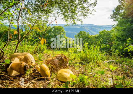 Cep Pilze sammeln in den Bergen von Frankreich Stockfoto