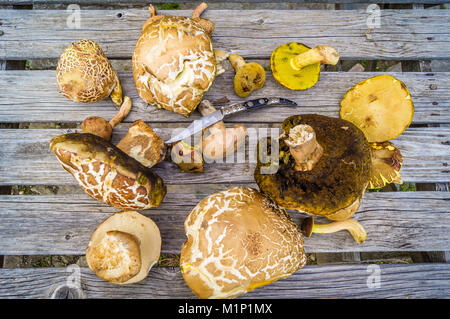 Steinpilze auf einem Holztisch in Frankreich Stockfoto
