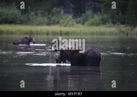 Zwei Elch stier und Kuh im See im Glacier National Park Stockfoto