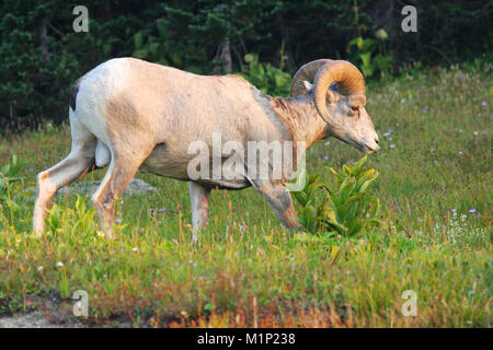 Big Horn Schafe ram im Glacier National Park, Montana Stockfoto