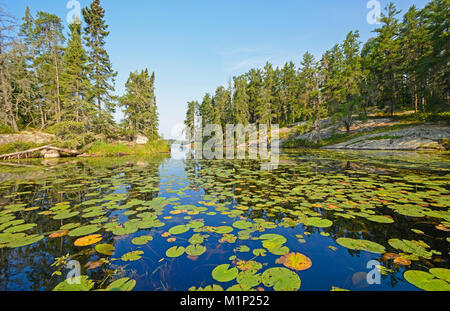 Lily Pads auf dornhaie See in Rushing River Provincial Park in Ontario Stockfoto