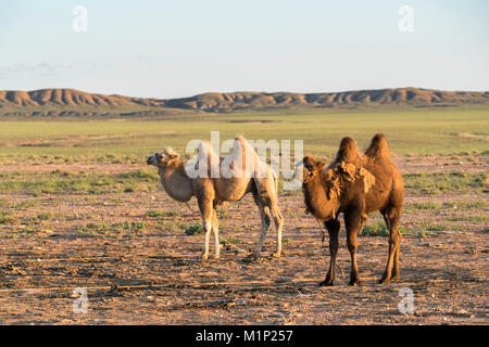 Zwei Kamele in der Wüste Gobi, Ulziit, Mitte der Provinz Gobi, Mongolei, Zentralasien, Asien Stockfoto