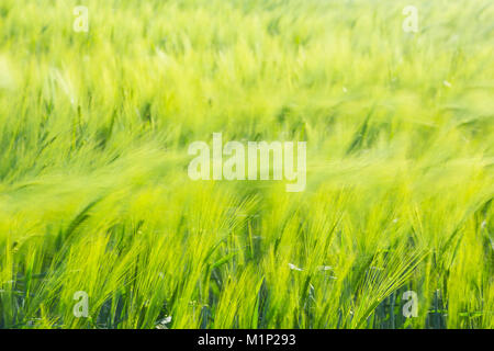 Wind bewegte Ohren auf einem Feld mit Gerste (Hordeum vulgare), das Hintergrundbild Stockfoto