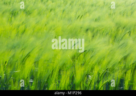 Wind bewegte Ohren auf einem Feld mit Gerste (Hordeum vulgare), das Hintergrundbild Stockfoto