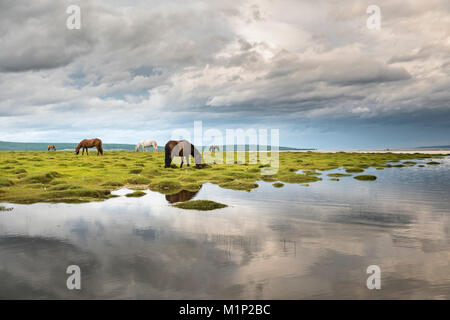 Pferde grasen am Ufer des Hovsgol See, Provinz Hovsgol, Mongolei, Zentralasien, Asien Stockfoto