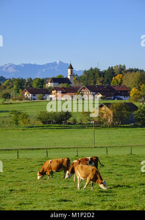 Kühe grasen auf einer Wiese, in der Nähe von deining Egling mit Zugspitze, Alpen, Oberbayern, Bayern, Deutschland Stockfoto