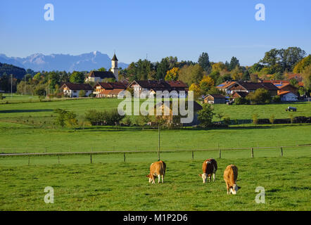 Kühe grasen auf einer Wiese, in der Nähe von deining Egling mit Zugspitze, Alpen, Oberbayern, Bayern, Deutschland Stockfoto