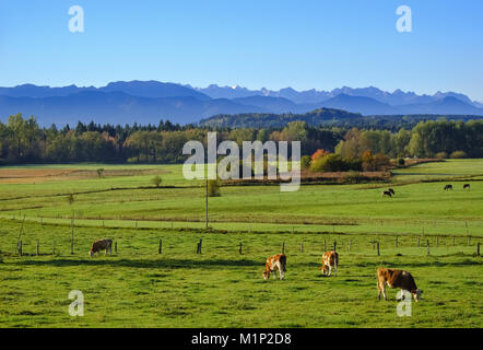 Kühe grasen auf einer Wiese, in der Nähe von deining Egling mit Zugspitze, Alpen, Oberbayern, Bayern, Deutschland Stockfoto