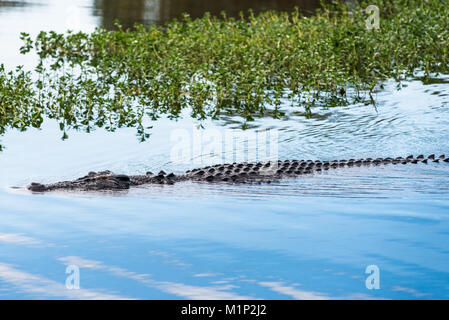 Salzwasser Krokodil in Yellow Water Billabong und Feuchtgebiete, Kakadu National Park, Northern Territory, Australien, Pazifik Stockfoto