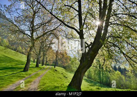 Mutter Allee im Frühjahr auf Schloss Tratzberg, Stans, Tirol, Österreich Stockfoto