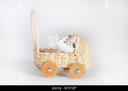 Fancy Ratte (Rattus norvegicus forma domestica) in Miniatur Kinderwagen, Ausschnitt Stockfoto