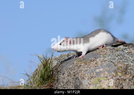 Fancy Ratte (Rattus norvegicus forma domestica) auf einem Felsen Stockfoto