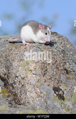 Fancy Ratte (Rattus norvegicus forma domestica) auf einem Felsen Stockfoto