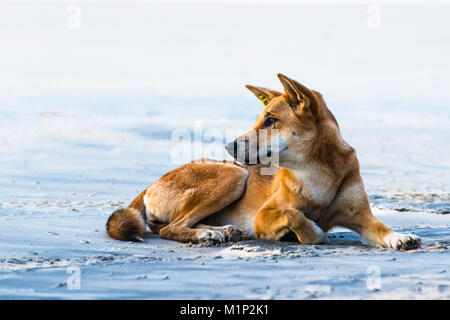 Wilden Dingo am 75 Mile Beach, Fraser Island, Queensland, Australien, Pazifik Stockfoto