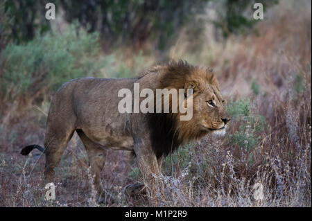 Ein männlicher Löwe (Panthera leo) patrouillieren, Botswana, Afrika Stockfoto