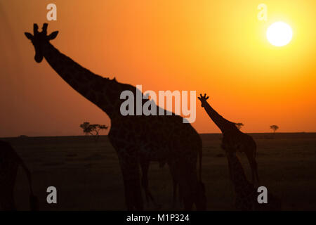 Silhouetten der Giraffe (Giraffa Camelopardalis) bei Sonnenuntergang, Serengeti National Park, Tansania, Ostafrika, Südafrika Stockfoto