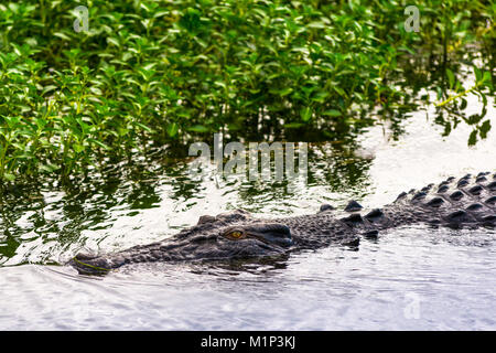 Salzwasser Krokodil am Gelben Wasser Feuchtgebiete und Billabong, Kakadu National Park, UNESCO-Weltkulturerbe, Northern Territory, Australien, Pazifik Stockfoto