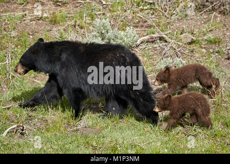 Black Bear (Ursus americanus) Säen und zwei Schokolade Cubs - von - die - Jahr, Yellowstone National Park, Wyoming, Vereinigte Staaten von Amerika, Nordamerika Stockfoto