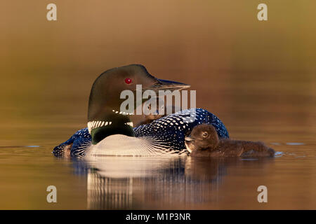 Gemeinsame Eistaucher (Gavia Immer) Erwachsene mit zwei Küken, Lac Le Jeune Provincial Park, British Columbia, Kanada, Nordamerika Stockfoto