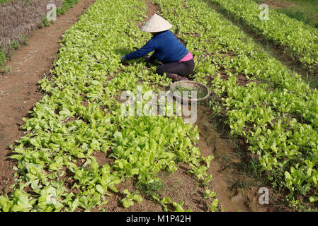 Vietnamesin arbeiten in einem Salat Feld, Kon Tum, Vietnam, Indochina, Südostasien, Asien Stockfoto